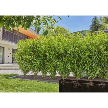 Gardena Micro Drip Druppelbuis Ondergronds En Bovengronds 25 Meter 2 Gardena Micro Drip Druppelbuis Ondergronds En Bovengronds 25 Meter - Afbeelding 2